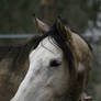 Dapple Gray Thoroughbred Mare Headshot