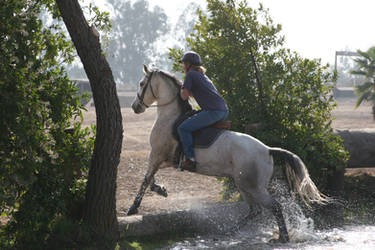 Gray Arabian / Friesian Cross Mare Cross Country