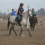 Gray Arabian / Friesian Cross Mare Cross Country