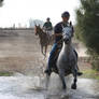 Gray Arabian / Friesian Cross Mare Cross Country