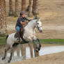 Gray Arabian / Friesian Cross Mare Cross Country