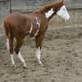 Chestnut Roan Yearling Paint Stud Colt