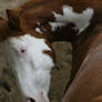 Chestnut Roan Yearling Paint Stud Colt