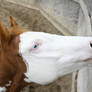 Chestnut Roan Yearling Paint Stud Colt
