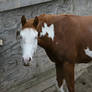 Chestnut Roan Yearling Paint Stud Colt