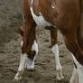 Chestnut Roan Yearling Paint Stud Colt