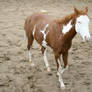 Chestnut Roan Yearling Paint Stud Colt