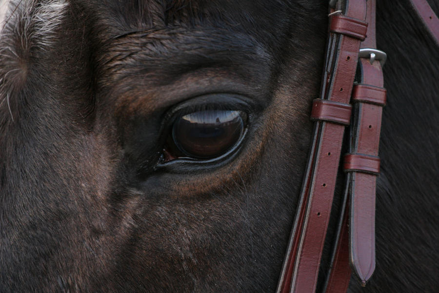 Brown Quarter Horse Eye