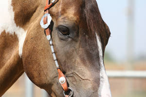 Buckskin Paint Horse Gelding, Western