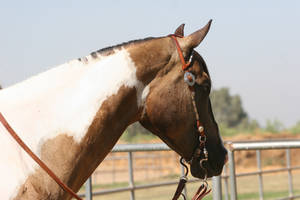 Buckskin Paint Horse Gelding, Western