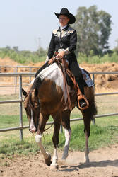 Buckskin Paint Horse Gelding, Western