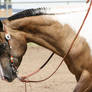 Buckskin Paint Horse Gelding, Western