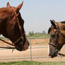 Buckskin Paint and Sorrel Quarter Horse Gelding