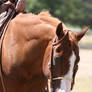 Chesntut / Sorrel Quarter Horse Western Headshot