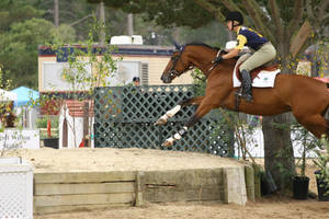 Bay Warmblood Jumpers Pebble Beach