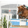 Chestnut Warmblood Jumpers Pebble Beach