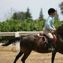 Dark Brown Hunter Pony