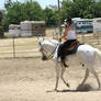 Gray Quarter Horse Gelding Western