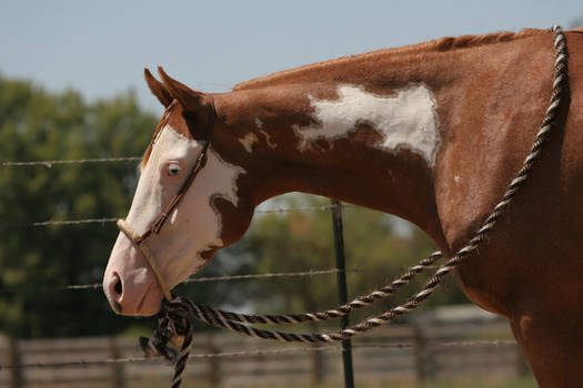 Chestnut Red Roan Paint Pinto Gelding