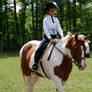 chestnut pinto mare hunter under saddle