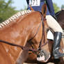 chestnut welsh cross pony headshot