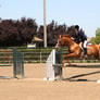 chestnut quarter horse gelding jumping horse show