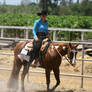 chestnut paint gelding western pleasure