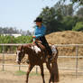 chestnut paint western pleasure gelding horse show