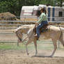 Palomino Paint Mare Western Pleasure