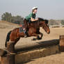 Bay Quarter Horse Cross Cross Country Eventing