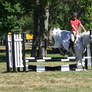 flea-bitten gray warmblood hunter/jumper