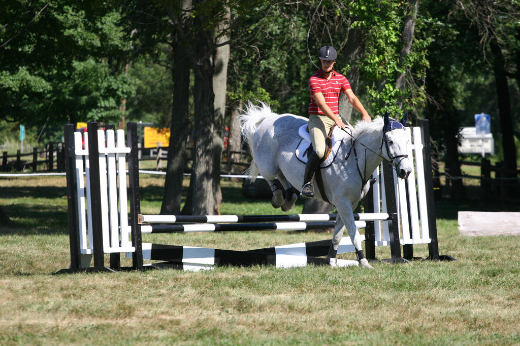 flea-bitten gray warmblood hunter/jumper