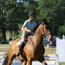 Bay Warmblood Hunter/Jumper