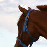 Chestnut Quarter Horse Gelding Show Horse Headshot