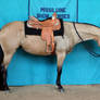 Buckskin Quarter Horse Mare Western Show Horse