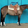 Seal brown AQHA Quarter Horse Gelding Western Show