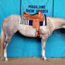 Dapple Gray Quarter Horse mare Western Show Horse
