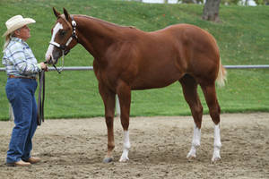 Chestnut appaloosa filly halter horse show