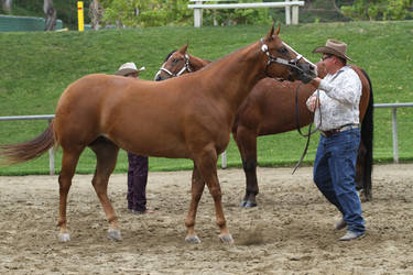 Chestnut Appaloosa Mare Halter Horse Show