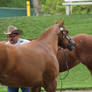 Chestnut Appaloosa Mare Halter Horse