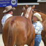 Chestnut Appaloosa Mare Halter Horse Show