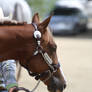 Chestnut Appaloosa Filly Halter Horse Show