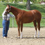 Chesntnut Appaloosa Filly Horse Show Halter