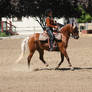 American Shetland Pony Western Show Trotting