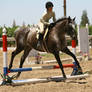 Appaloosa Hunter/Jumper Show Horse