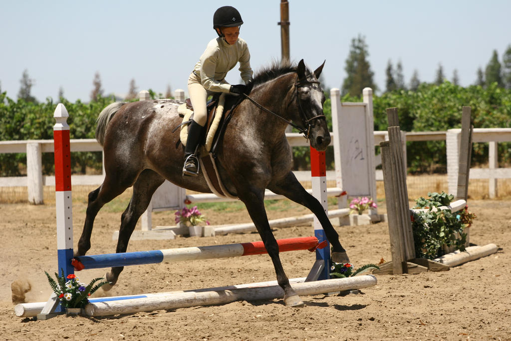 Appaloosa Hunter/Jumper Show Horse