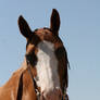 Chestnut Paint Mare Headshot Western Bridle