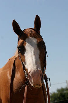 Chestnut Paint Mare Headshot Western Bridle