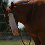 Chestnut Paint Mare Headshot Western Bridle