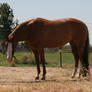 Chestnut Paint Mare Full Conformtion Shot